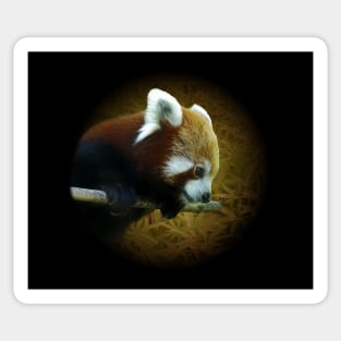 Red panda Sticker